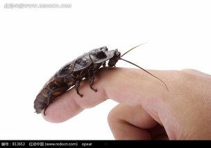 虫手指图片,揭秘微观世界中的奇妙生物